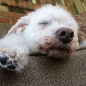 Meet your Posher, Margot